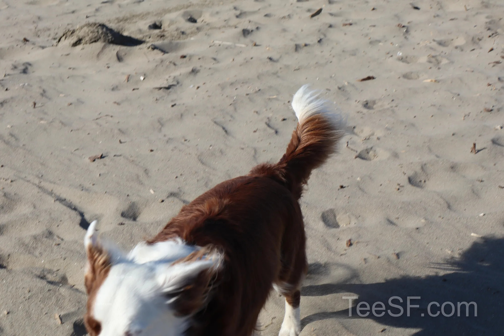 golden Gate Beach Dog With Frisbee during a Stripe Sessions 2026 visit in San Francisco.